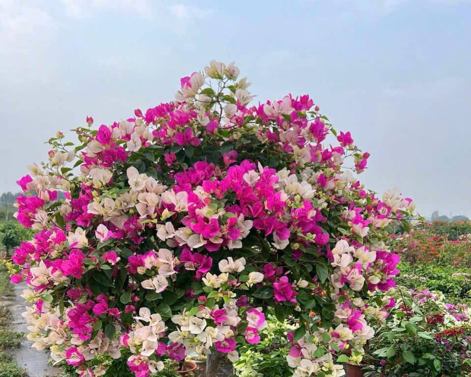 Hoa giấy 2 màu