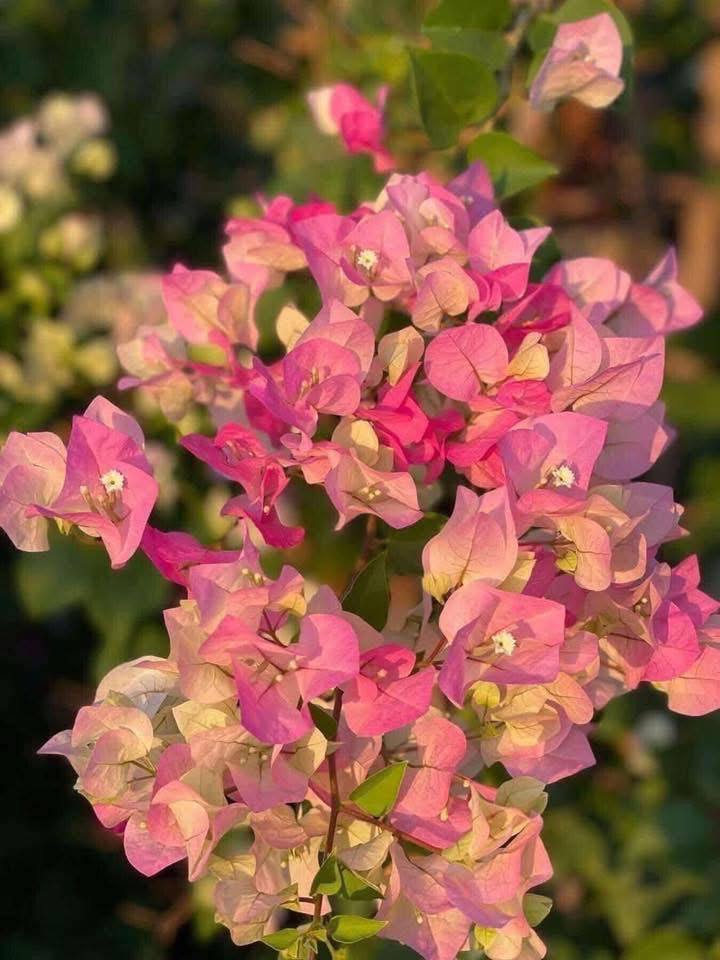 Hoa giấy Sakura