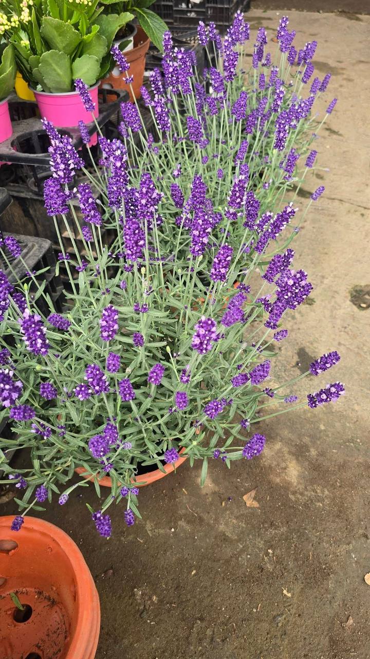 Hoa oải hương